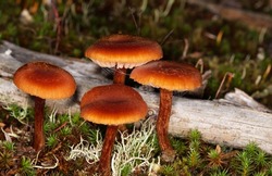 close up of fungi in grass