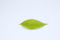 grean leaf on white background
