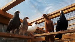 Dovecote with poultry. Breeding pigeons at home. Photo of sitting pigeons in the aviary.
