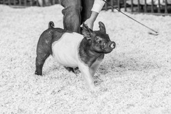 Black and white shot of a belted show pig (gilt) driving in the show ring at a livestock show