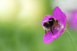 Macro shot of a yellow-and-black striped bumblebee pollinating and collecting nectar on a purple wildflower on a sunny day. Blurred green background. Free space. Selective focus