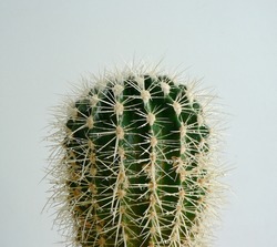 Golden Barrel Cactus, Echinocactus Grusonii Plant. Cactus with sharp thorns in droplets of water on a white background.