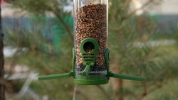 Green plastic bird feeder with seeds on a tree in the city park or autumn forest. Feed for wild birds in cold season. House with a red roof and Pine tree background.