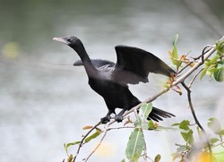 The little cormorant (Microcarbo niger) is a member of the cormorant family of seabirds. Slightly smaller than the Indian cormorant it lacks a peaked head and has a shorter beak.