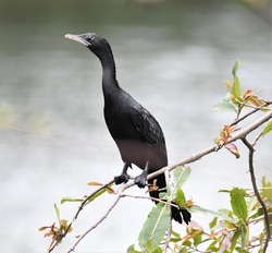 The little cormorant (Microcarbo niger) is a member of the cormorant family of seabirds. Slightly smaller than the Indian cormorant it lacks a peaked head and has a shorter beak.