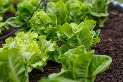 Organic lettuce grown on the ground,Fresh lettuce in a vegetable garden.