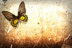 Butterfly on vintage grunge wall background
