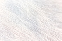white fur texture full background.