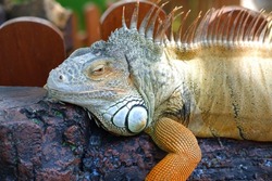 Giant iguana resting. This is a reptile that needs to be preserved in nature