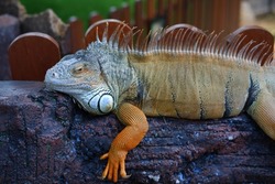 
Giant iguana resting. This is a reptile that needs to be preserved in nature