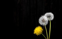 Three dandelions on a black background. Yellow flowering dandelion. Close-up, studio shot, copy space for text.