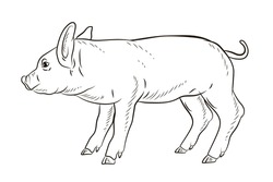 Pig. In the animal world. Black and white image. Coloring book for children. Vector drawing.
