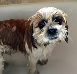 Wet washed Dog in the bath tub after rolling in Cow poo.