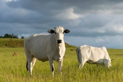 Nelore cattle in the farm pasture
