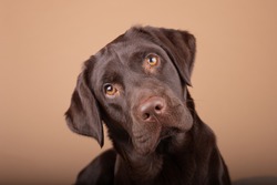 Dog labrador puppy brown chocolate in studio, isolated background headshots of one year old dog.