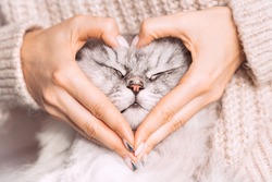 Woman holding her lovely fluffy cute cat face and making a heart shape with her hands. Love for the animals. Pets and lifestyle concept.