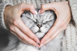 Woman holding her lovely fluffy cute cat face and making a heart shape with her hands. Love for the animals. Pets and people lifestyle. Concepts of love, St. Valentine's Day