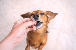 Owner giving snack or prize to dog. Feeding funny brown dog. Owner giving his dog training award