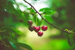 Ripe cherries hanging from a cherry tree branch. Water droplets on fruits, cherry orchard after the rain