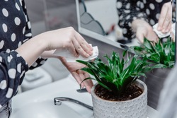 Woman cleaning green houseplant leaves from dust in bathroom, taking care of dracaena in flower pot. Concept of plant care, home gardening.