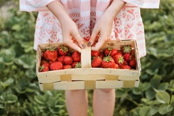 Picking fruits on strawberry field on a sunny day. Woman in dress holding basket full of fresh strawberries. Summer work in garden and strawberry harvest