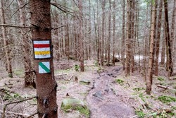 Colorful hiking trail signs painted on tree bark in forest for tourists and hikers. Trail blazing on a touristic path in the mountains