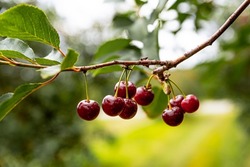 Ripe cherries hanging on a cherry tree branch against green background. Fruits growing in organic cherry orchard on a sunny day
