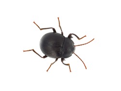 Darkling beetle isolated on white background, Accanthopus velikensis