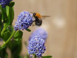 tree bumblebee (Bombus hypnorum) feeding on spring flowers