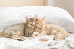 Two cute Thai cats Sleeping on the bed And warm morning light