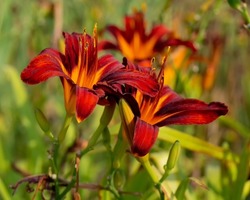 A vibrant duet of day lilies blooms in harmony and full force on the grounds of the Iowa State Capitol complex on a summer morning.