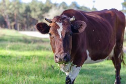 Portrait of white and brown cow chewing green grass in pasture. Animal looks closely at  camera. No people