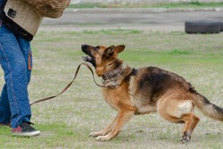 Guard dog training. Step 2. Figurant and German shepherd dog. Pet attacks  person in special protective clothing. Service dog training. Side View. Series Part. Motion Blur.