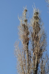 Crows' Nests. The wind sways Tall poplar trees with many birds' nests. Spring blue sky. Selective focus. Blurred motion.