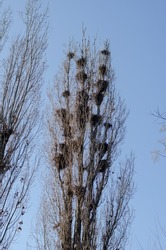 Crows' Nests. The wind sways Tall poplar trees with many birds' nests. Spring blue sky. Selective focus. Blurred motion.