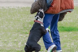 American Staffordshire Terrier dog training.  Strong fearless pet attacks person in special protective clothing. Service dog training. Side View. Motion Blur.
