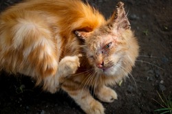 Cat with clinical sign of sarcoptic mange infection.Sarcoptic mange or scabies is a contagious parasitic disease caused by mite called Sarcoptes scabiei that affects animals and people