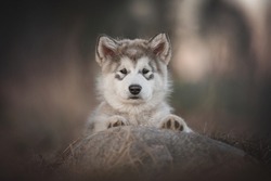 A three-month-old puppy of Alaskan malamute peeping from behind a stone with his paws on it against the backdrop of a spring pine forest and sunset