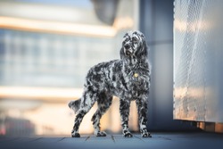 A cute male english setter standing on the path near the metal wall against the backdrop of blue glass facades of city buildings