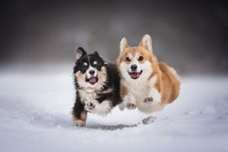 Two funny welsh corgi pembroke puppies running side by side along a snowy path against the backdrop of a winter landscape