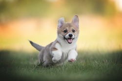 A funny red welsh corgi pembroke puppy running on green grass against the backdrop of a bright summer landscape and the setting sun. Paws in the air. Looking into the camera. The mouth is open.