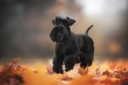 A black miniature schnauzer dog with long ears walking among fallen leaves against the backdrop of a misty autumn landscape. Paw in the air. 