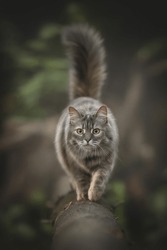 Grey striped cat walking on a fallen tree in the forest