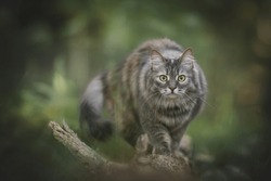 Grey striped cat walking on a fallen tree in the forest

