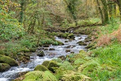 stream gently winding its way through green banks surrounded by a forest 