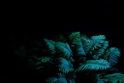 Night forest. Fern bush in the dark of night