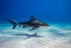 Diving with great sharks in the Bahamas. Tiger Shark , Lemon Shark and grey reef shark. Sometimes with a hammerhead Shark