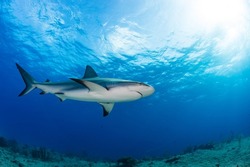 Diving with great sharks in the Bahamas. Tiger Shark , Lemon Shark and grey reef shark. Sometimes with a hammerhead Shark