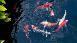 Japan koi fish or Fancy Carp swimming in a black pond fish pond. Popular pets for relaxation and feng shui meaning. Popular pets among people. Asians love to raise it for good fortune.