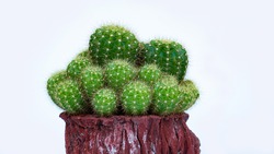 Many cactus Packed in a log shaped pot on a black background. cactus or cacti. Clump of cactus in a small pot. Greenhouses to raise plants in houses. shooting in the studio